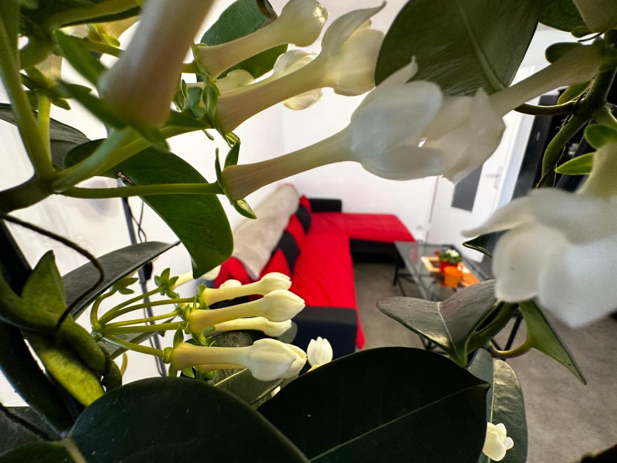 Les Dômes Du Parc 4e App T3 Et T1 Proche De Toutes Commodités Appartement *